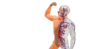 מבנה ותפקוד גוף האדם במנוחה ובמאמץ