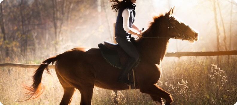 קורס מדריכי רכיבה על סוסים