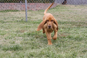 לימודי אילוף כלבים 