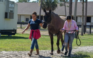 רכיבה טיפולית על סוסים בישראל