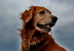 פלאי רפואה משלימה לבעלי חיים 