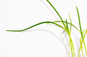 תזונה נטורופתית 