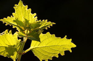 הנטורופתיה – סוד הריפוי הטבעי 