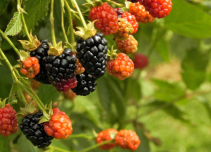 נטורופתיה ותזונת ילדים 