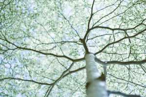 נטורופתיה של ימנו 