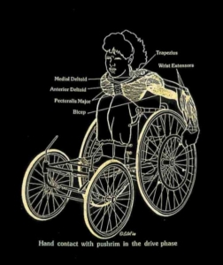 קינסיולוגיה ופיסיולוגיה של הנעת כיסא גלגלים 