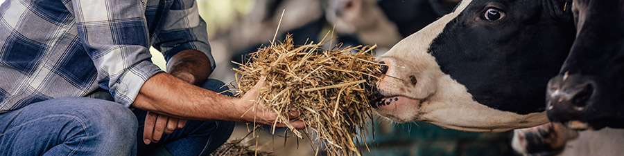 רפואה משלימה בפרות